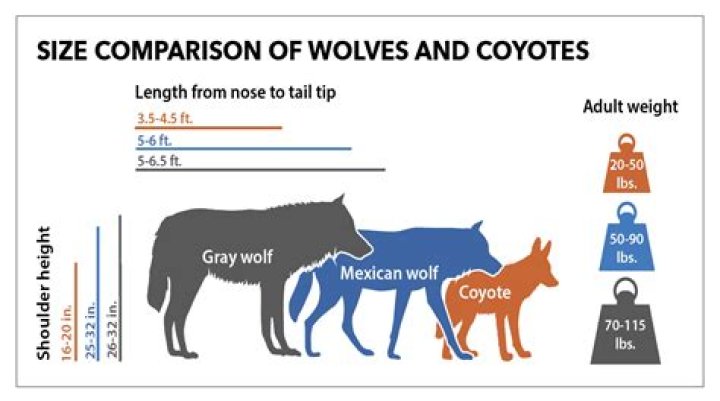 The Age Of Remi Wolf Revealed