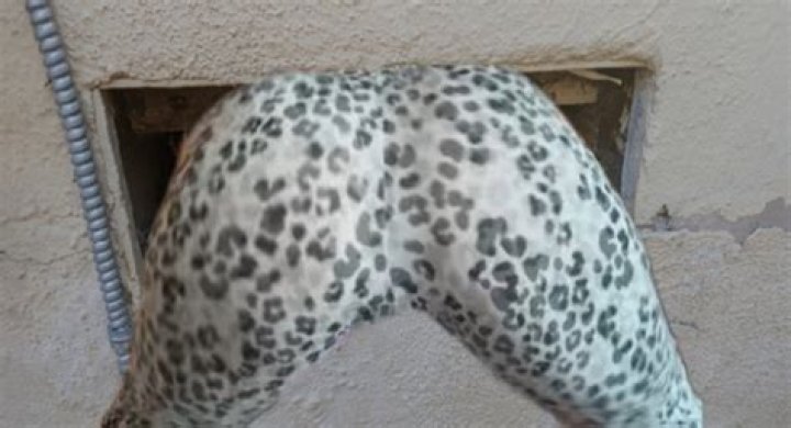 Kaelyn Huffman Leak, Insights Revealed